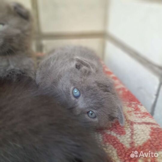 Кошки в добрые руки бесплатно
