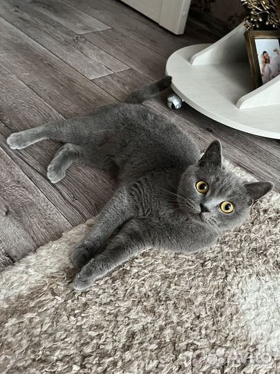 Британская кошка