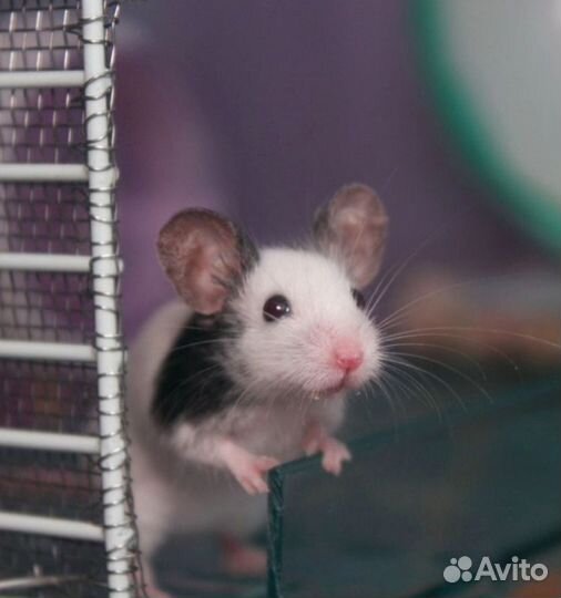 Японская (карликовая танцующая) мышь