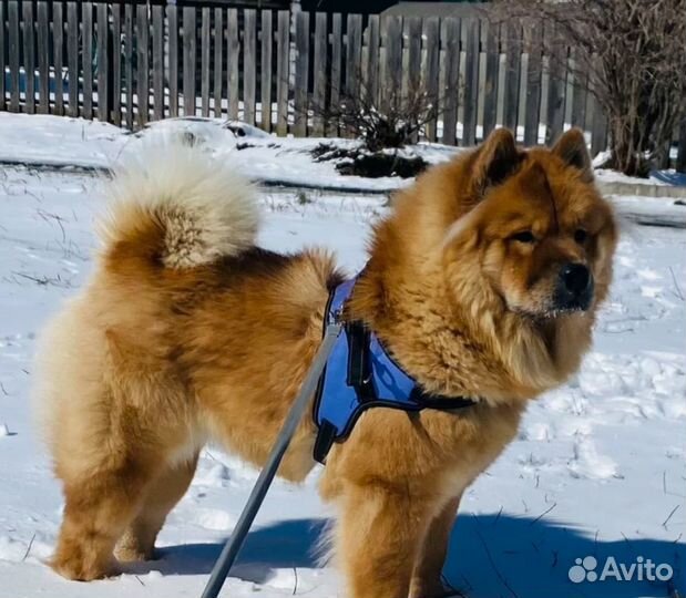 Шлейки для собак всех пород