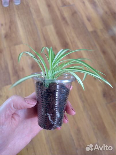 Хлорофитум