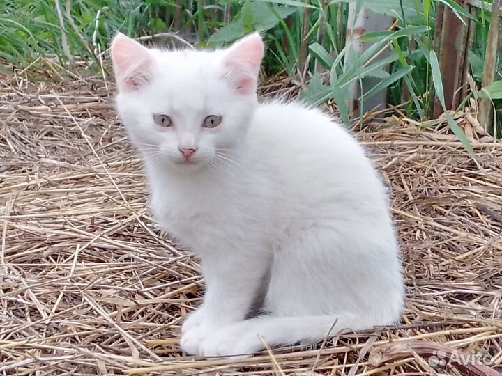 Котята