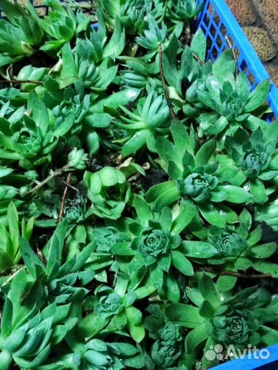 Молодило каменная роза