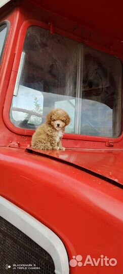 Мальтипу микро