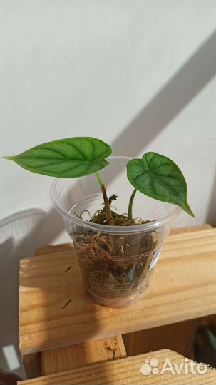 Резные домашние растения