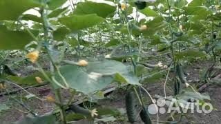 Семена Проф. огурца SV4097 F1