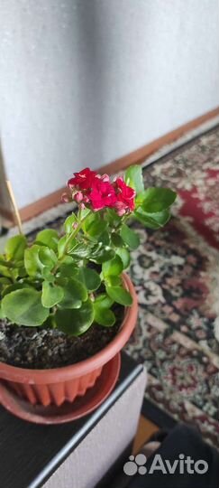 Каланхоэ