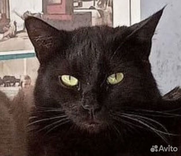 Грациозная и изящная красавица Герда в дар