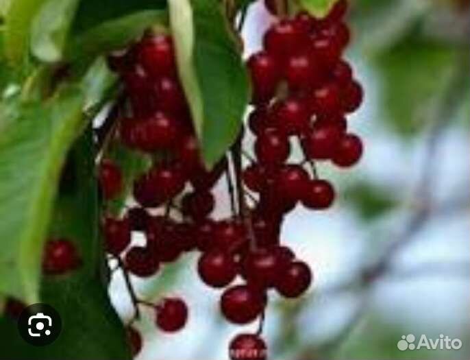 Черемуха виргинская красноплодная