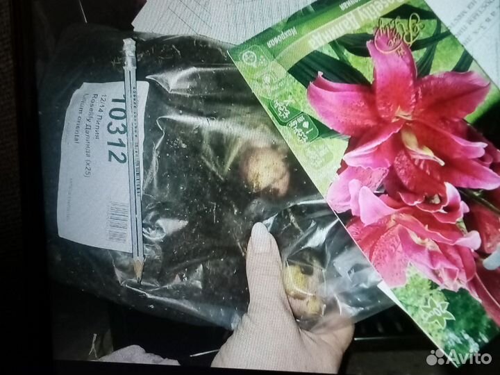 Лилия Roselily Далинда