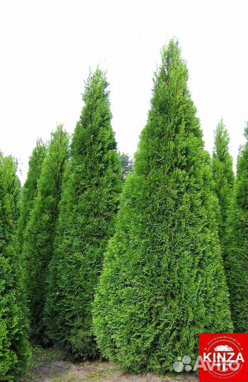 Туя западная Смарагд колумна