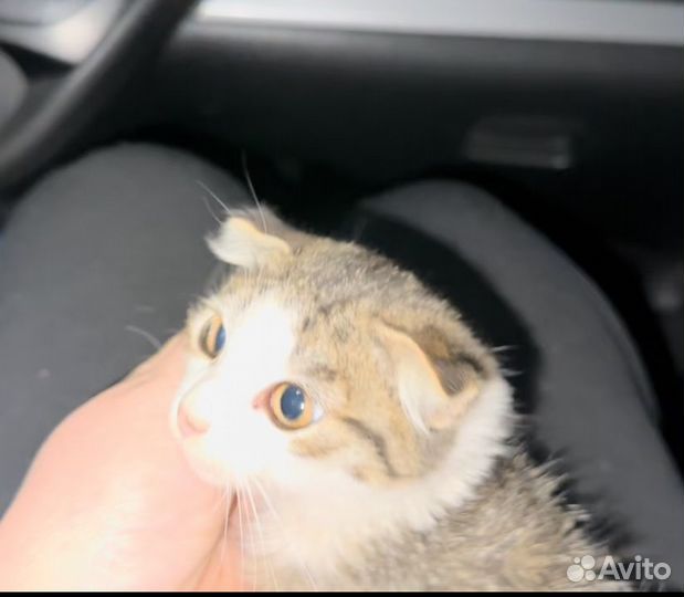 Отдам в добрые руки