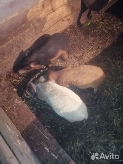 Венгерская мангалица поросята