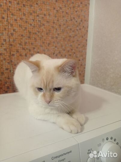 Котята отдам даром