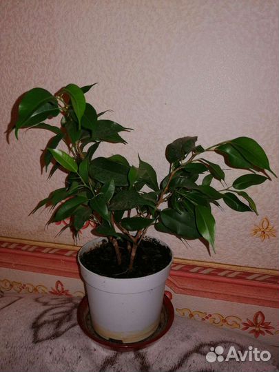Фикус Бенджамина, кудрявый