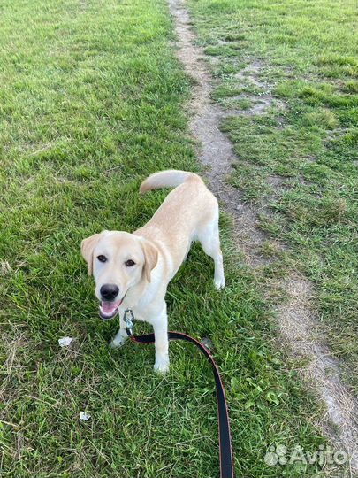 Выгул собак/Дневная няня для собак (или кошек)