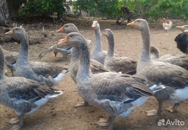 Гусята суточные