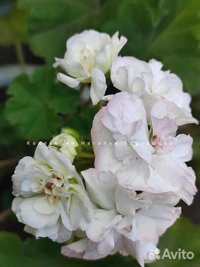 Пеларгония