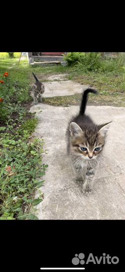 Котята бесплатно