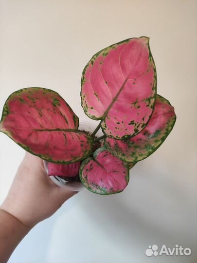 Аглаонема анимани пинк