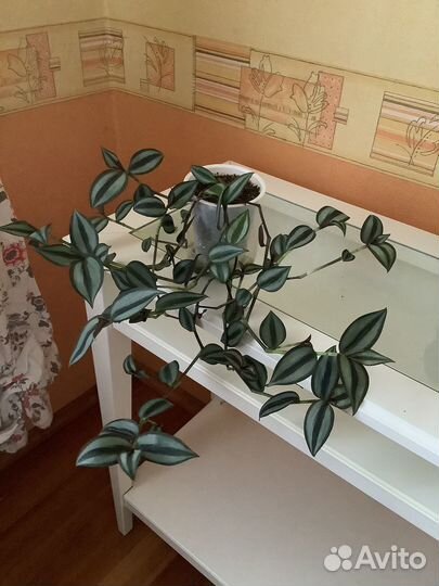 Циссус, Кливия. Фикус. Кислица