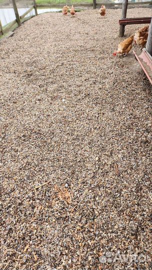 Ракушка морская