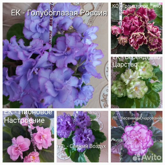 Сортовые фиалки - Укоренённые листики