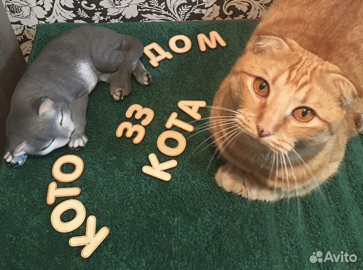 Передержка кошек «33 Кота»