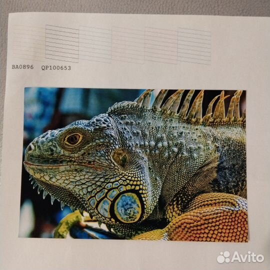 Принтер epson p50