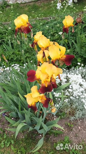 Ирисы бородатые