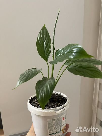 Спатифиллум, женское счастье