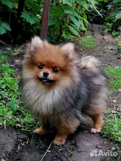 Карликовый Шпиц. Рыжая Красотка 4мес