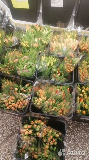 Тюльпаны к 8 марта