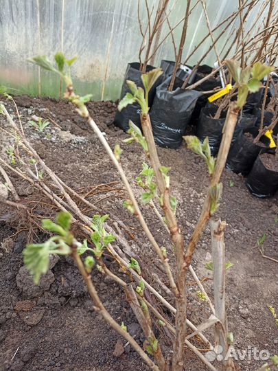 Смородина красная белая черная. Кусты двухлетки