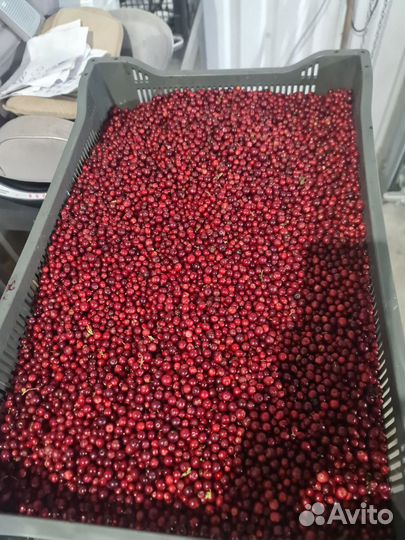 Брусника свежая