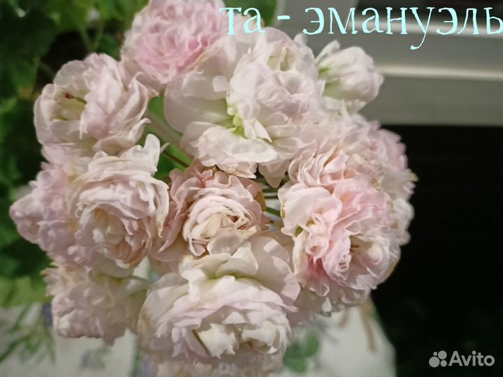 Пеларгония герань сортовая