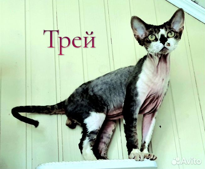 Кошка и кот девон рекс
