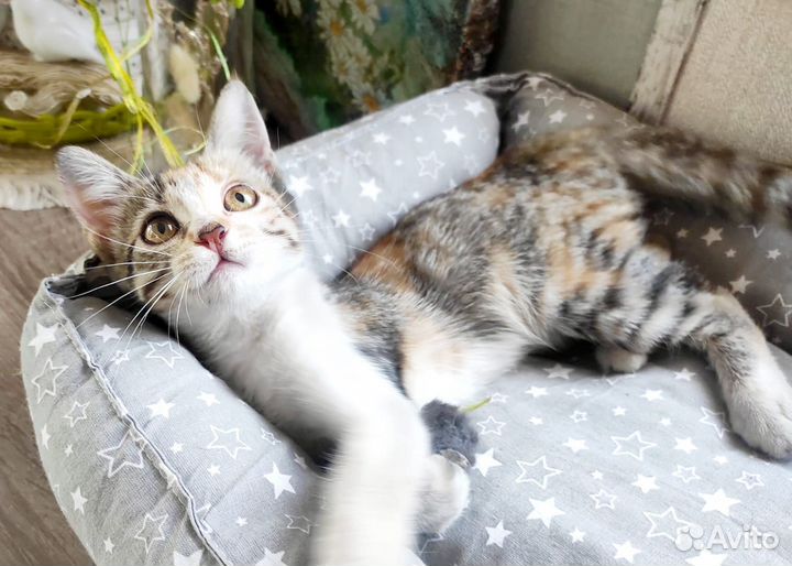 Котята мальчик и девочка