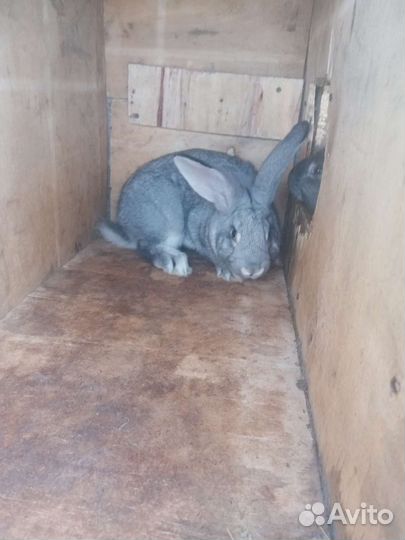 Кролики мясных пород