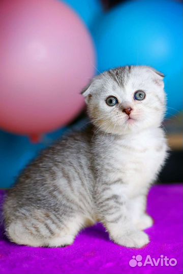 Котенок вислоухая девочка