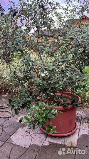 Фейхоа 3 года + 1 год в подарок