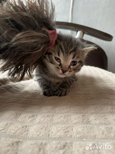 Котенок девочка в добрые руки