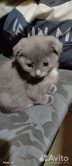 Шотландская