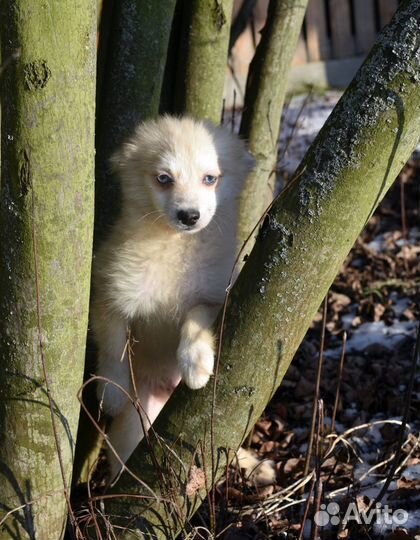 Крошечный мальчик помски