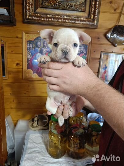 Французский бульдог щенки с документами