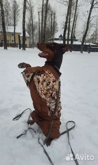 Дрессировка собак. Пермь