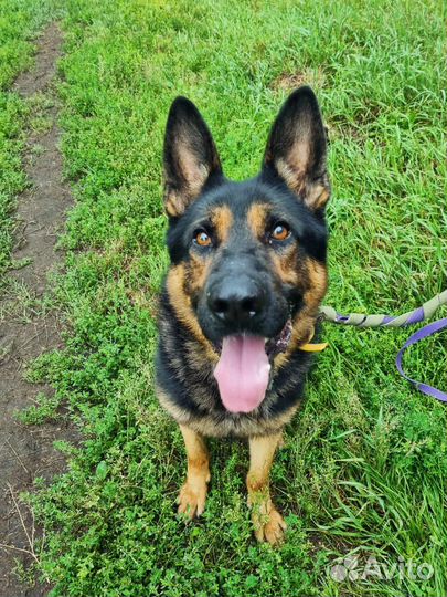 Собака в добрые руки из приюта