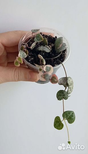 Комнатные цветы.Хойя, церопегия, каланхоэ