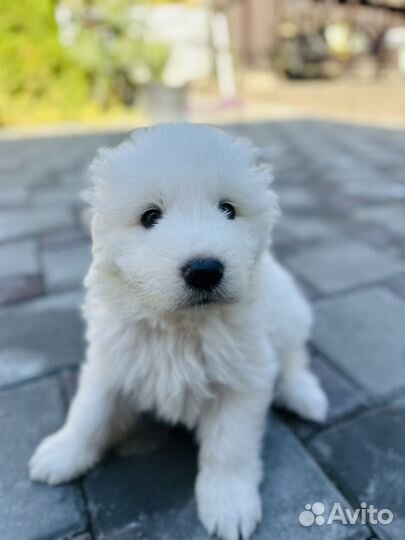 Маремма абруцкая овчарка