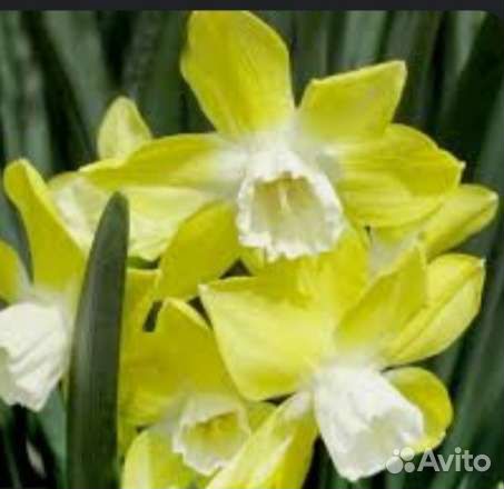 Жасмин махровый. Нарцисс карликовый